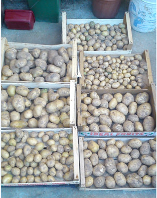 patate2.jpg (99.88 KiB) Osservato 580 volte patate2.jpg