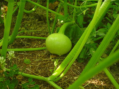 Zucca-2.jpg (159.69 KiB) Osservato 802 volte Zucca-2.jpg