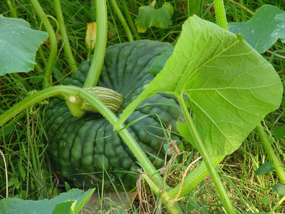 Zucca-4.jpg (158.78 KiB) Osservato 802 volte Zucca-4.jpg