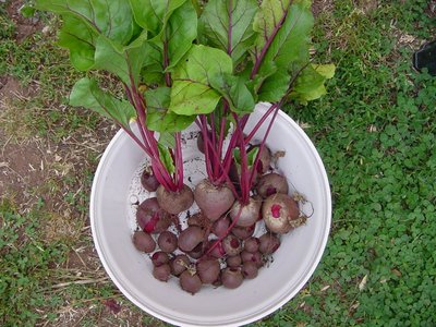 barbabietole.JPG (237.28 KiB) Osservato 879 volte barbabietole.JPG