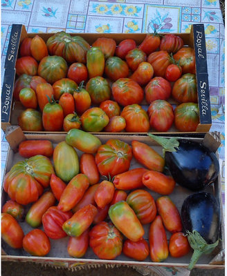 pomodori.jpg (104.89 KiB) Osservato 577 volte pomodori.jpg