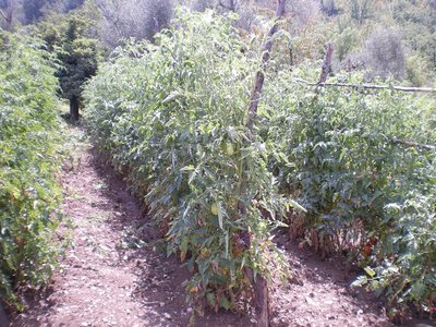Pomodori.JPG (358.5 KiB) Osservato 917 volte Pomodori.JPG