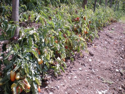 Pomodori (2).JPG (379.55 KiB) Osservato 917 volte Pomodori (2).JPG