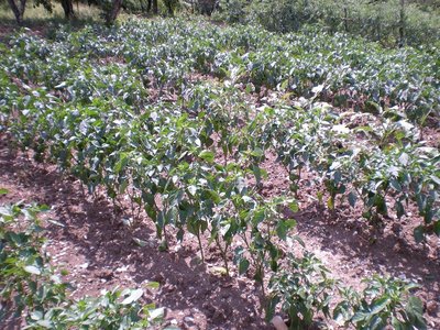 Peperoni.JPG (381.4 KiB) Osservato 917 volte Peperoni.JPG