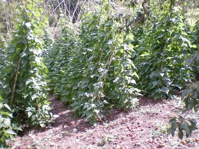 Fagioli.JPG (362.45 KiB) Osservato 917 volte Fagioli.JPG