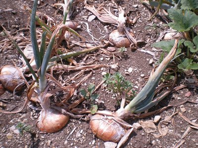 Cipolle.JPG (351.28 KiB) Osservato 915 volte Cipolle.JPG