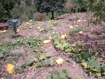 Zucche.JPG (347.83 KiB) Osservato 915 volte Zucche.JPG