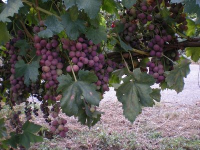 Uva.JPG (270.97 KiB) Osservato 915 volte Uva.JPG