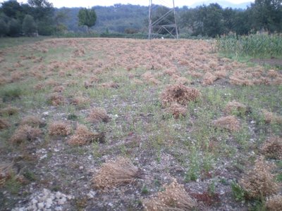 Ceci.JPG (238.26 KiB) Osservato 914 volte Ceci.JPG