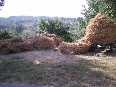 Ceci (2).JPG (252.12 KiB) Osservato 914 volte Ceci (2).JPG