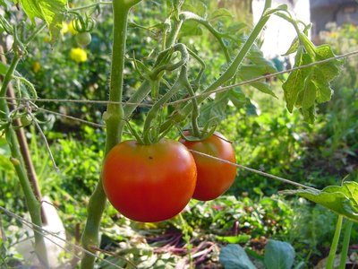 sashaltaipomo.JPG (183.93 KiB) Osservato 846 volte sashaltaipomo.JPG