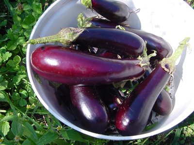 melanzanevarie.JPG (162.42 KiB) Osservato 846 volte melanzanevarie.JPG