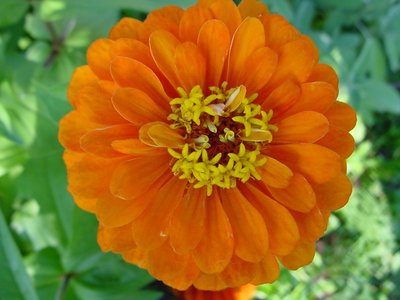 zinniarancio copia.JPG (119.6 KiB) Osservato 846 volte zinniarancio copia.JPG