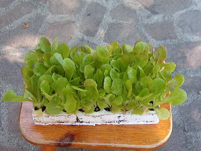 IM000561.JPG (81.77 KiB) Osservato 792 volte IM000561.JPG