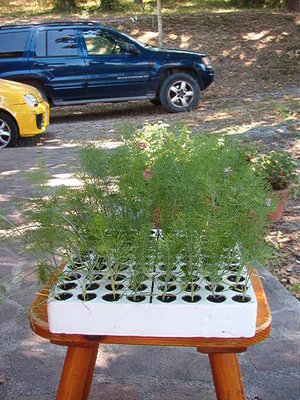 IM000562.JPG (63.91 KiB) Osservato 792 volte IM000562.JPG