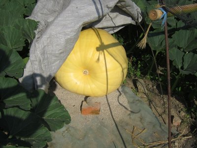 foto6.jpg (170.89 KiB) Osservato 1449 volte foto6.jpg