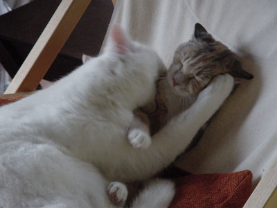 Gatti-2.jpg (75.77 KiB) Osservato 759 volte Gatti-2.jpg