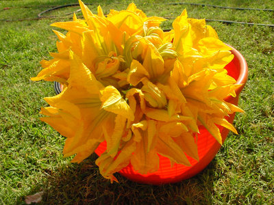 Zucchino-1.jpg (180.2 KiB) Osservato 711 volte Zucchino-1.jpg