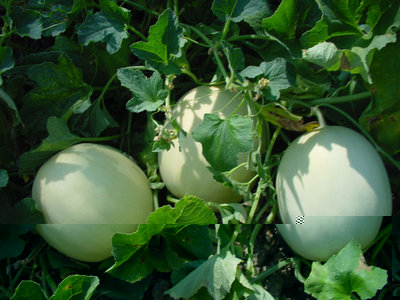 Melone-1.jpg (120.23 KiB) Osservato 686 volte Melone-1.jpg