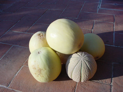Melone-2.jpg (113.29 KiB) Osservato 686 volte Melone-2.jpg