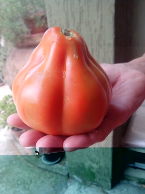 pomodori a pera / IMG_20130826_124706ss.jpg IMG_20130826_124706ss.jpg