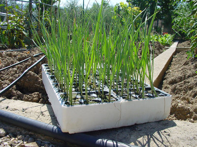 Porro-1.jpg (222.71 KiB) Osservato 815 volte Porro-1.jpg