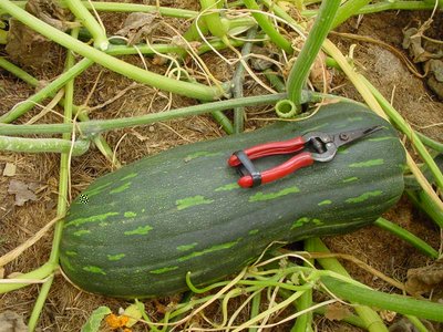 Zucca-1.jpg (148.26 KiB) Osservato 775 volte Zucca-1.jpg