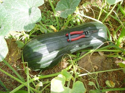 Zucca-2.jpg (139.46 KiB) Osservato 775 volte Zucca-2.jpg