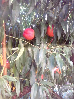 pesche noci / IMG_20130828_171749ll.jpg IMG_20130828_171749ll.jpg