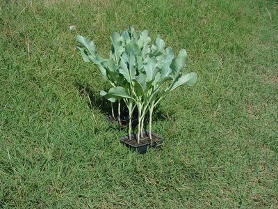 Cavolfiore-1.jpg (179.69 KiB) Osservato 796 volte Cavolfiore-1.jpg