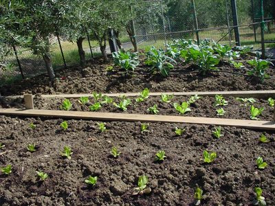 Radicchio-1.jpg (187.69 KiB) Osservato 796 volte Radicchio-1.jpg