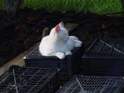 Ara-1.jpg (79.53 KiB) Osservato 796 volte Ara-1.jpg