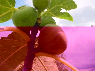 Fico-1.jpg (57.47 KiB) Osservato 774 volte Fico-1.jpg