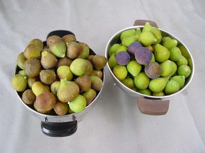 Fico-2.jpg (82.15 KiB) Osservato 774 volte Fico-2.jpg