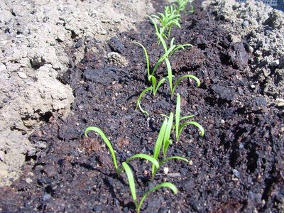 Spinacio-1.jpg (177.47 KiB) Osservato 773 volte Spinacio-1.jpg