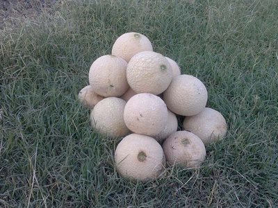 Melone-3.jpg (139.05 KiB) Osservato 714 volte Melone-3.jpg