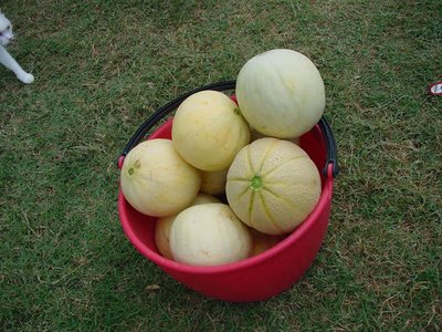 Melone-2.jpg (127.34 KiB) Osservato 714 volte Melone-2.jpg