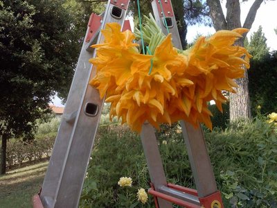 Zucchino-0.jpg (122.13 KiB) Osservato 691 volte Zucchino-0.jpg