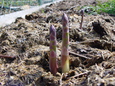 Asparago-1.jpg (209.61 KiB) Osservato 820 volte Asparago-1.jpg