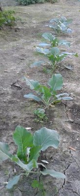 cavoli1.jpg (36.87 KiB) Osservato 784 volte cavoli1.jpg