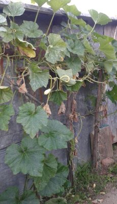 pianta zucca.jpg (48.09 KiB) Osservato 783 volte pianta zucca.jpg