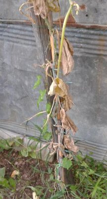 pianta zucca1.jpg (36.75 KiB) Osservato 783 volte pianta zucca1.jpg