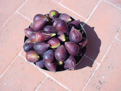 Fico-1.jpg (72.57 KiB) Osservato 803 volte Fico-1.jpg