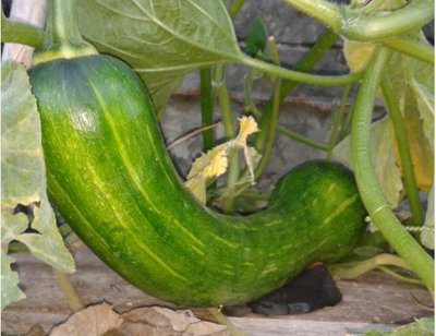 zucca1.jpg (40.01 KiB) Osservato 778 volte zucca1.jpg