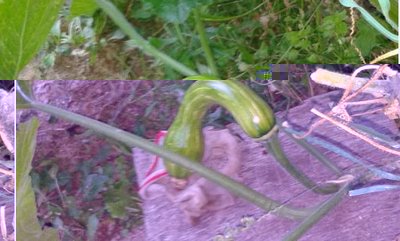 zucca2.jpg (32.01 KiB) Osservato 778 volte zucca2.jpg