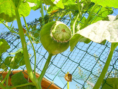 Zucca-1.jpg (226.68 KiB) Osservato 770 volte Zucca-1.jpg