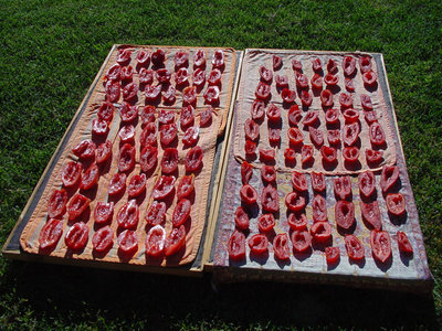 Pomodoro-2.jpg (234.99 KiB) Osservato 748 volte Pomodoro-2.jpg