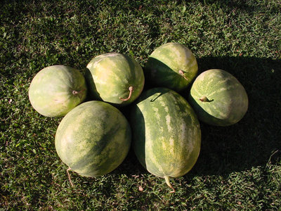 Anguria-1.jpg (226.84 KiB) Osservato 675 volte Anguria-1.jpg