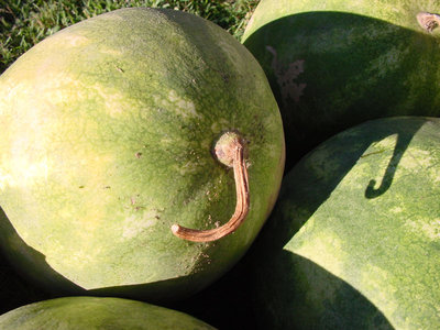 Anguria-2.jpg (134.71 KiB) Osservato 675 volte Anguria-2.jpg