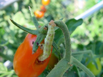 Bruco-1.jpg (67.84 KiB) Osservato 653 volte Bruco-1.jpg